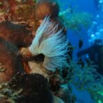 Athens East Coast: Open Water Diver Course in Nea Makri - Whats Included and What You Need to Know