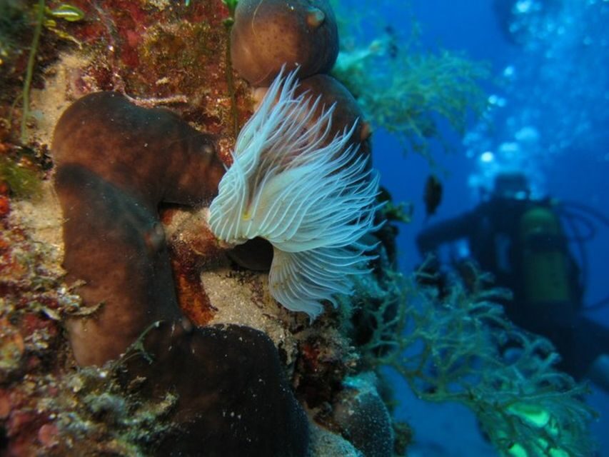 Athens East Coast: Open Water Diver Course in Nea Makri - Whats Included and What You Need to Know