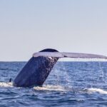 Azores Whale Watching Tour  Ponta Delgada - Authentic Feedback from Travelers