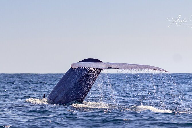 Azores Whale Watching Tour  Ponta Delgada - Authentic Feedback from Travelers