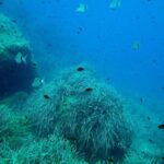 Baptism of diving from boat - FAQ