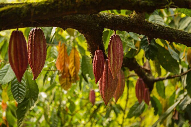 Bean to Bar Chocolate Mini Tasting in Bonn - Who This Experience Is Perfect For