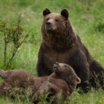 Bear Sanctuary & Rasnov Fortress - Private day tour from Bucharest - Frequently Asked Questions