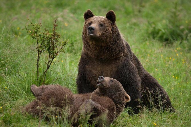 Bear Sanctuary & Rasnov Fortress - Private day tour from Bucharest - Frequently Asked Questions