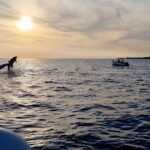Beautiful Sunset and Dolphin Watching - Final Thoughts: Is It Worth It?