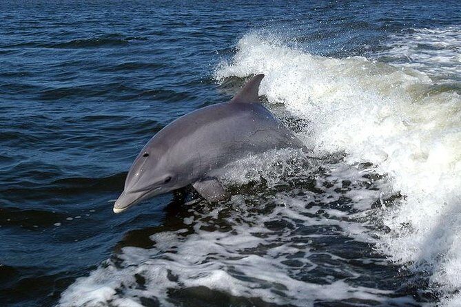 Become a dolphin protector! Lisbon Eco-dolphin watching - The Sum Up