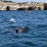 Benagil Caves Tour from Portimao - Who Will Love This Tour?