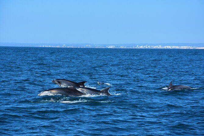 Benagil Caves Visit with Dolphins Watching from Albufeira - Why This Tour Offers Great Value
