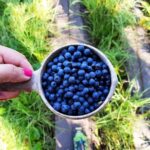 Berry Picking in a National Park - Practical Details and Considerations