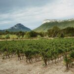 Bertrand Bosc wine and food tour in Pic St Loup - What to Expect from the Tour