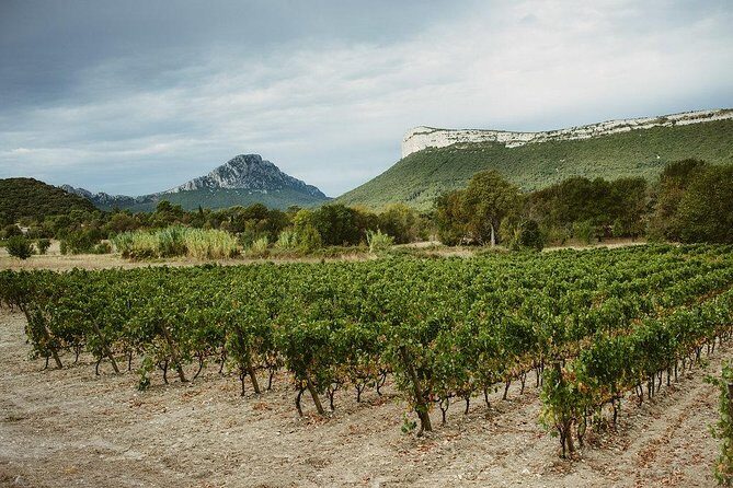 Bertrand Bosc wine and food tour in Pic St Loup - What to Expect from the Tour