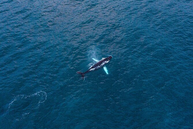 Big Whales & Puffins RIB boat tour from Húsavík - The Sum Up: Who’s This Tour Perfect For?