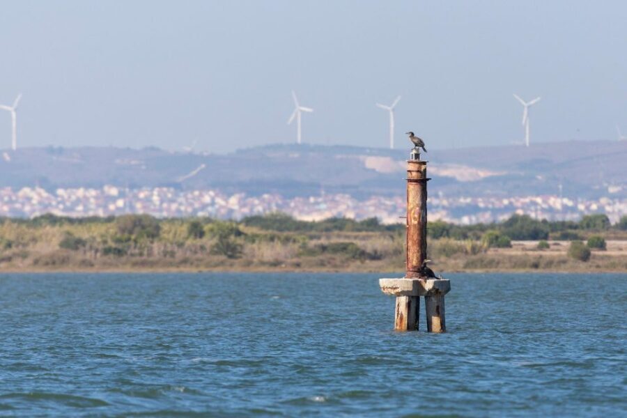 Birdwatching Boat Tour in the Tagus Estuary - Who Would Love This Tour?
