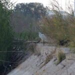 Birdwatching Boccadoro: the wildlife of the wetland - The Richness of the Habitat