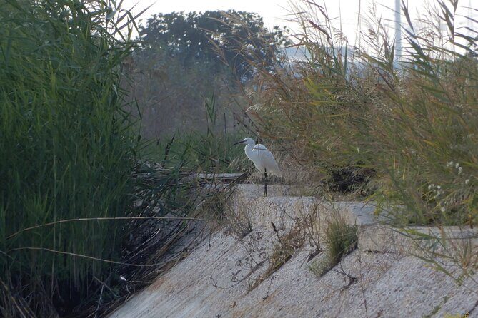 Birdwatching Boccadoro: the wildlife of the wetland - The Richness of the Habitat