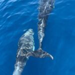 Blue cave tour with a speedboat-small group - Authentic Insights from Reviewers