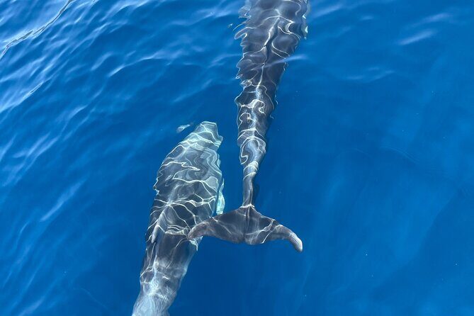Blue cave tour with a speedboat-small group - Authentic Insights from Reviewers