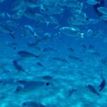 Boat Tour to Sella del Diavolo: Snorkeling, GoPro & Beer - The Value of the Experience