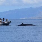 Bonadea II Ecological Whale Watching, 2 hours - Who Should Book This Tour?