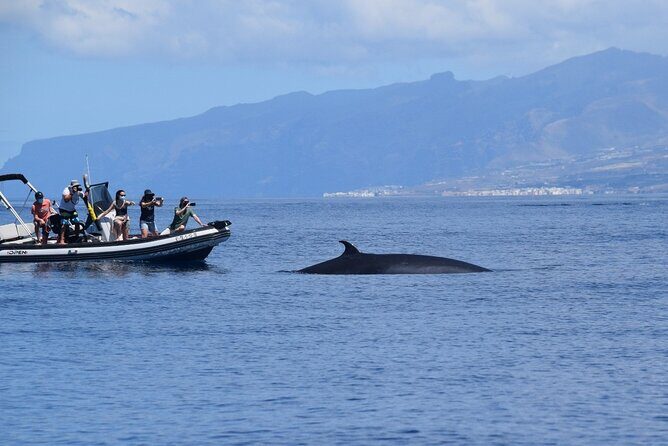 Bonadea II Ecological Whale Watching, 2 hours - Who Should Book This Tour?