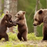 Brasov: Tour with Transfer Libearty Bear Sanctuary - What Makes This Tour Special?
