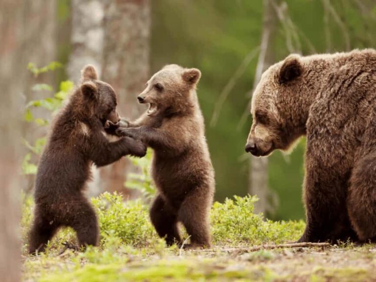 Brasov: Tour with Transfer Libearty Bear Sanctuary - What Makes This Tour Special?