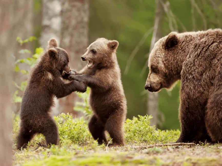 Brasov: Tour with Transfer Libearty Bear Sanctuary - What Makes This Tour Special?