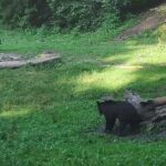 Brown Bears in the wild, no fence - Who Will Love This Tour?