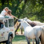 Camargue: Half-Day 4x4 Guided Safari Adventure - What to Expect from the Experience