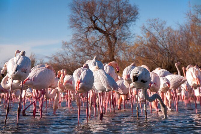 Camargue Small-Group Day Trip from Avignon - What to Expect on This Camargue Small-Group Tour