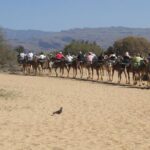 Camel Riding in Maspalomas Dunes - Practical Tips for Your Camel Ride Adventure