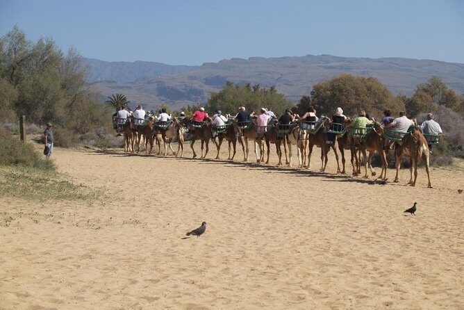 Camel Riding in Maspalomas Dunes - Practical Tips for Your Camel Ride Adventure