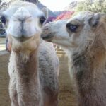 Camel Safari through the Dunes of Maspalomas - Authentic Insights from Past Travelers