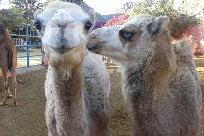 Camel Safari through the Dunes of Maspalomas - Authentic Insights from Past Travelers