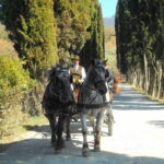 Carriage ride and Lunch in a typical restaurant in the heart of Chianti - Authenticity and Experience from Past Travelers