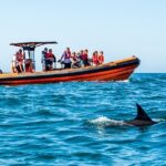 Cascais coast: Dolphin watching - The Itinerary: From Cascais Marina to Marine Marvels