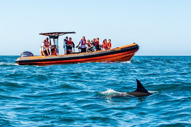 Cascais coast: Dolphin watching - The Itinerary: From Cascais Marina to Marine Marvels