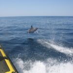 Caves and Dolphin Watching Cruise from Albufeira - Authenticity and Guest Experiences