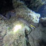 Chania Scuba Diving | Night Dive | Certified Divers - The Journey to the Dive Site