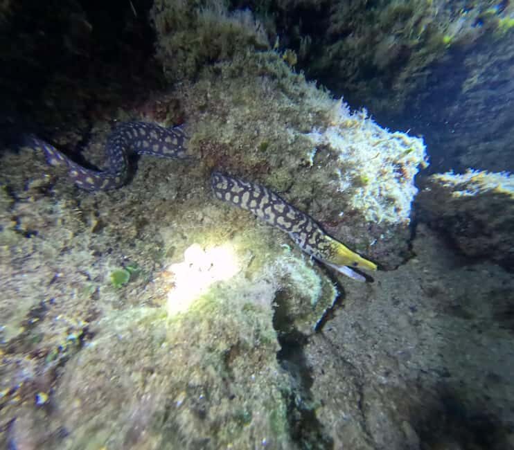 Chania Scuba Diving | Night Dive | Certified Divers - The Journey to the Dive Site