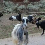 Chania White Mountains Private Tour: From Sea to Summit! - Value for Money