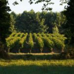 Château Olivier: One Hour Vineyard Tour with Wine Tasting - Deep Dive into the Details