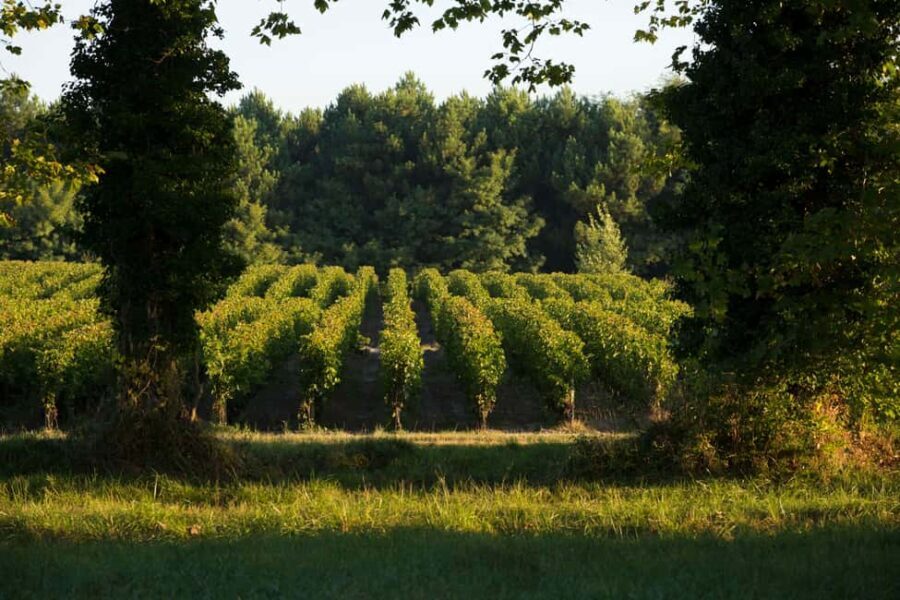 Château Olivier: One Hour Vineyard Tour with Wine Tasting - Deep Dive into the Details
