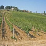 Chianti Experience Shore Excursion from Livorno Port - Transportation and Overall Logistics