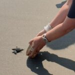 Combo 6 Hr Tour All City Highlights Divers Baby Turtle Release - Final Thoughts