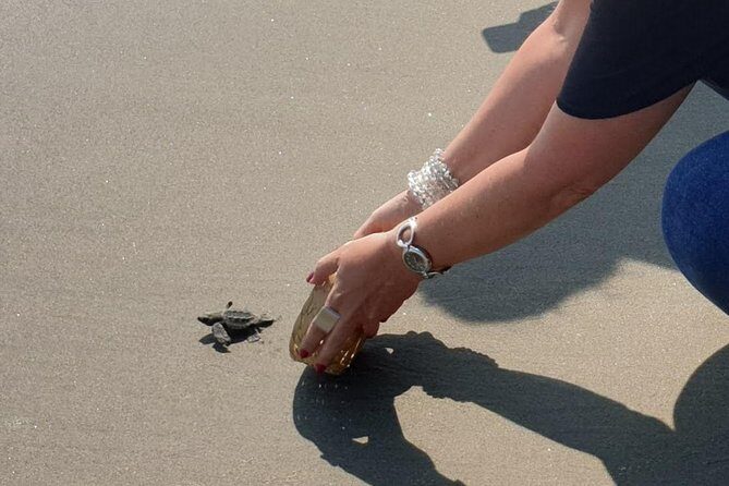 Combo 6 Hr Tour All City Highlights Divers Baby Turtle Release - Final Thoughts