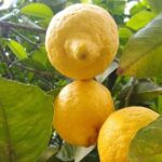 Cooking class in Capri for small groups - Practical Details and Considerations