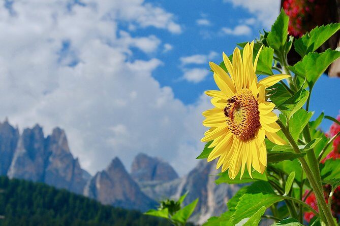 Cortina & Dolomites Small Group full Day tour from Venice - Real Traveler Perspectives