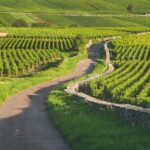 Côte de Beaune Half-Day Wine Tour from Dijon - Final Thoughts: Is It Worth It?