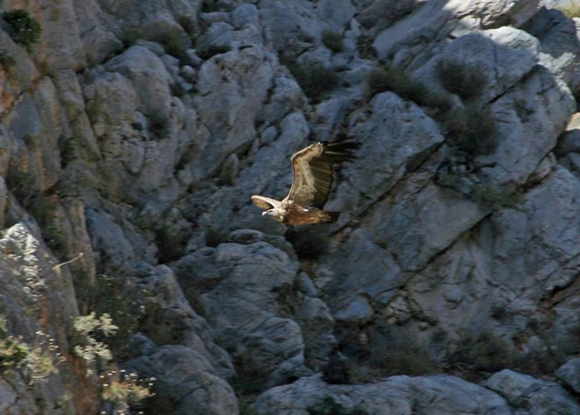 Crete: Land Rover Safari Through Katharo Plateau - The Experience: Pros and Cons